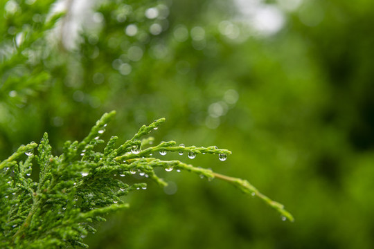 雨露滋潤(rùn)