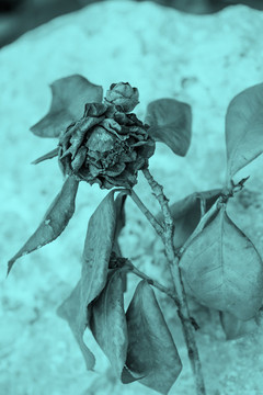干花