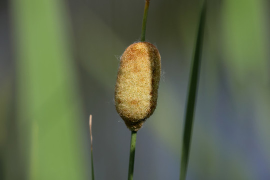 蒲草花