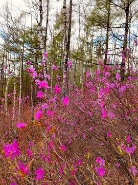 森林杜鵑花開