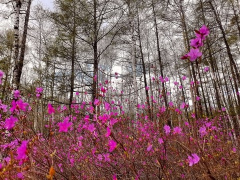 森林杜鵑花開