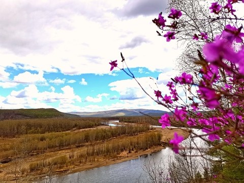 森林杜鵑花開