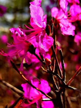 森林杜鵑花開