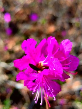興安杜鵑花