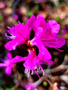興安杜鵑花