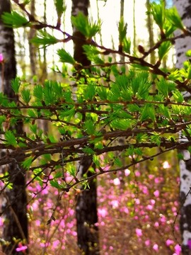 興安杜鵑花