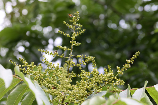 無患子花