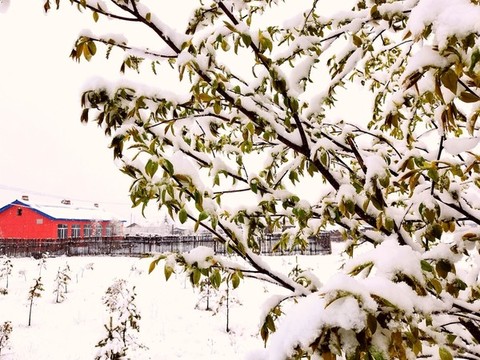 春天的雪掛