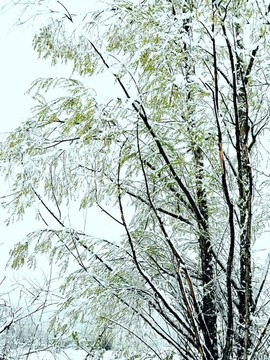 春天的雪掛