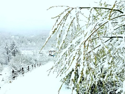 春天的雪掛