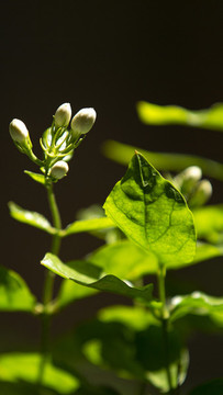 茉莉花