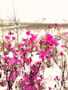 雪中杜鵑花