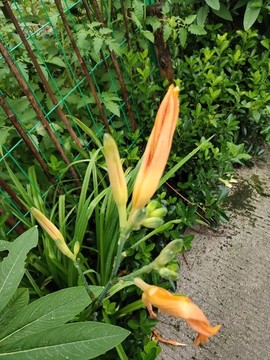 黃花菜
