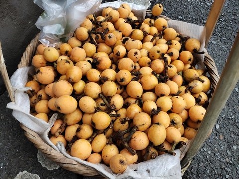 枇杷果實(shí)