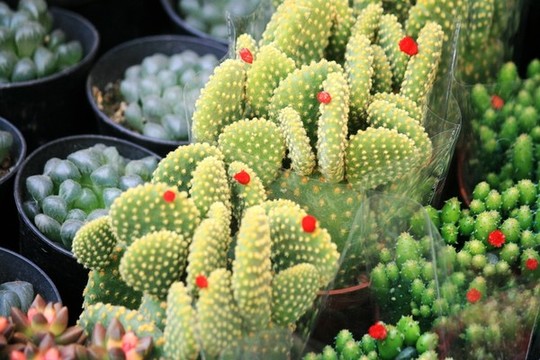 黃毛掌