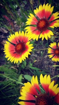 天人菊