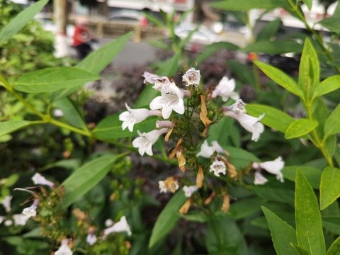 喇叭花