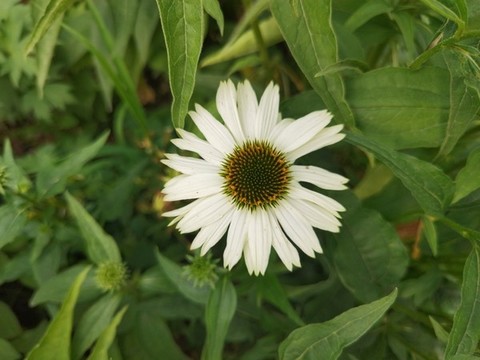 唯美清新雛菊