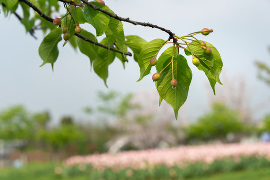 櫻花
