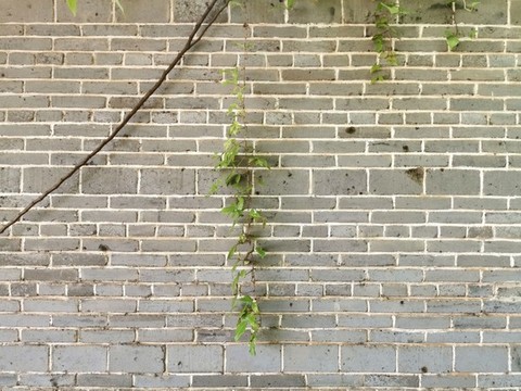 青磚墻爬山虎綠植墻