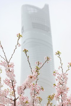 陸家嘴櫻花