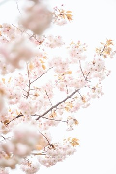 陸家嘴櫻花
