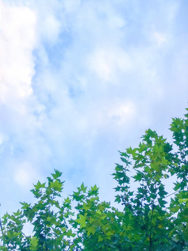 天空樹葉背景