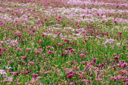 鳶尾花素材背景