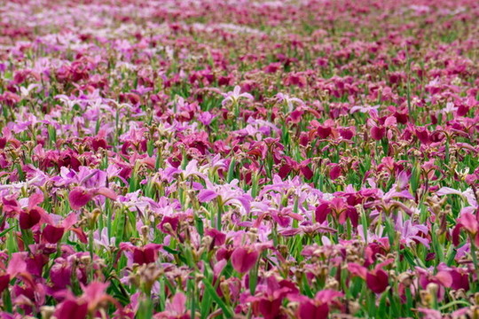 鳶尾花素材背景