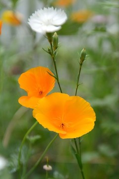 黃色花菱草花