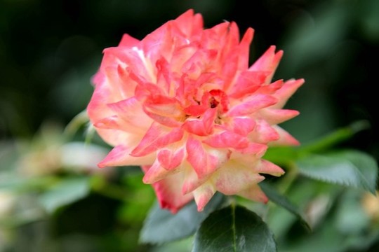 彩虹玫瑰花