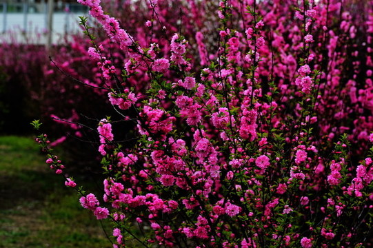 花卉