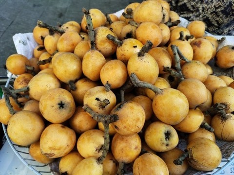 黃枇杷