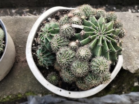 仙人球