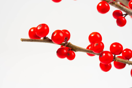 冬青紅色漿果