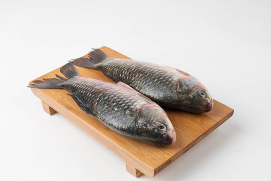 生鮮魚鯽魚