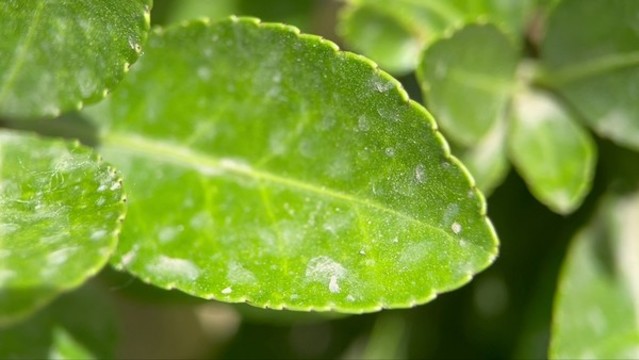 4k實拍樹葉綠葉葉脈
