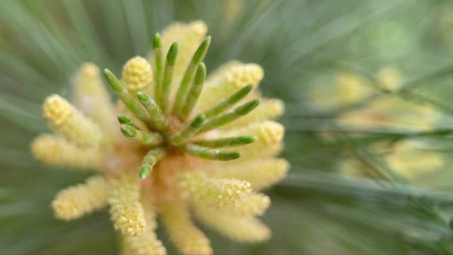 微距松針植物松子松花