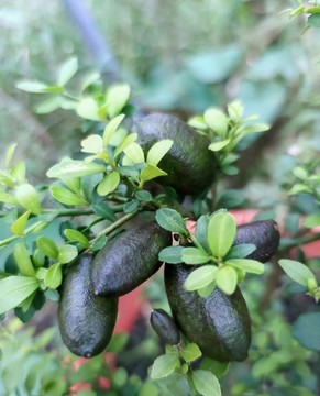 指橙