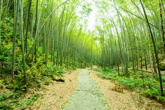 陽光竹林小道