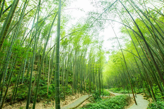 陽(yáng)光竹林小道