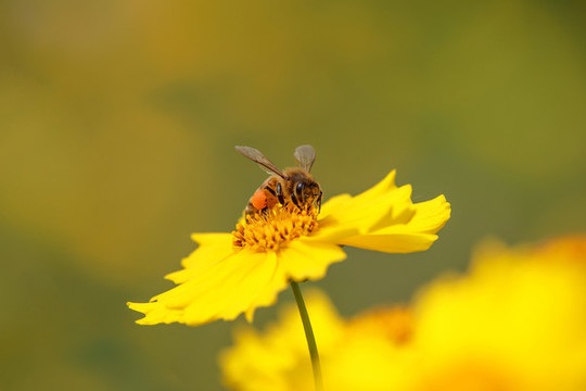 蜜蜂