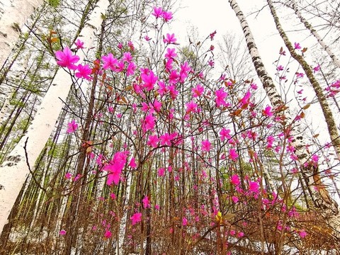 森林杜鵑花開(kāi)