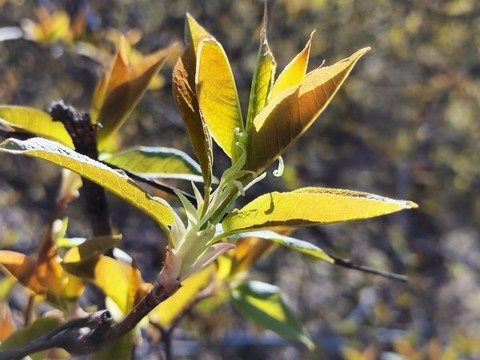 大山里的春天
