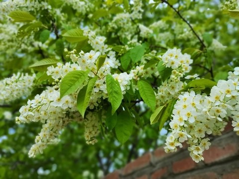 稠李子花開