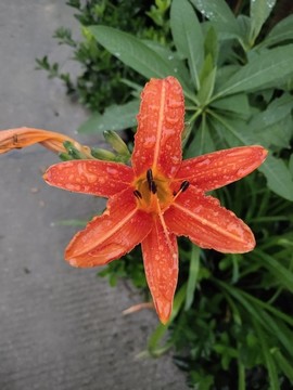 黃花菜