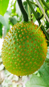 木鱉果