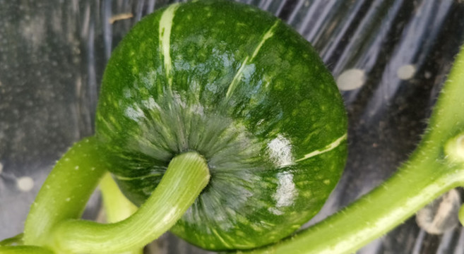綠貝貝南瓜