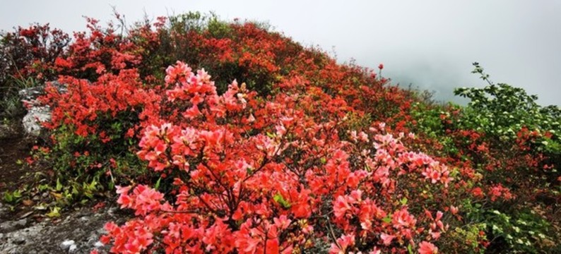 杜鵑花