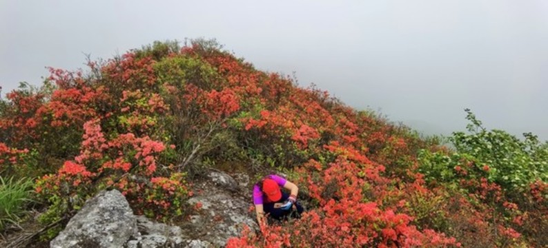 杜鵑花